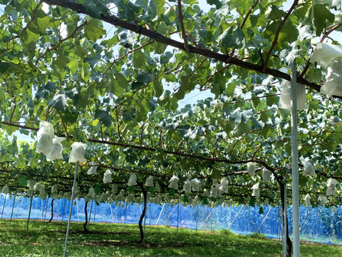 ナガノパープル＆シャインマスカットセット(各1房、合計1.2kg超)