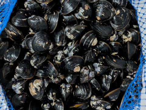 【鮮度抜群】宍道湖産ヤマトシジミ・活きしじみ2kg（お任せサイズ）