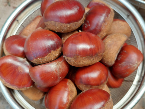 【自然栽培】3Ｌ～4Ｌサイズ！！　大人気の丹波 栗1ｋｇ✨