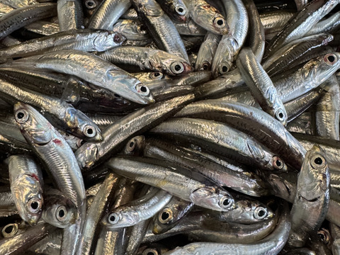 新物！！カタクチイワシ　生　冷凍　小いわし