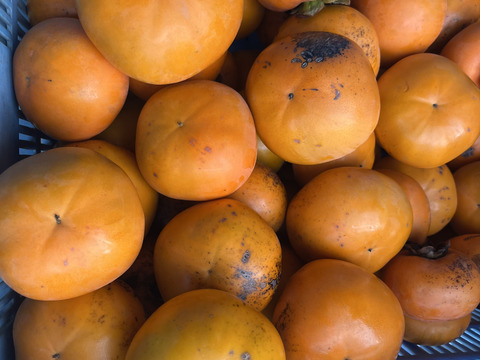 和歌山県オリジナル品種「紀州てまり」　
5箱限定出品