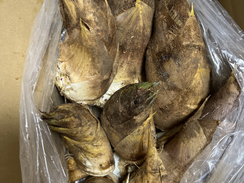 ぬかいらずで柔らかタケノコ！　絶品タケノコの刺身　朝堀りをその日のうちに出荷（おススメ4kg）