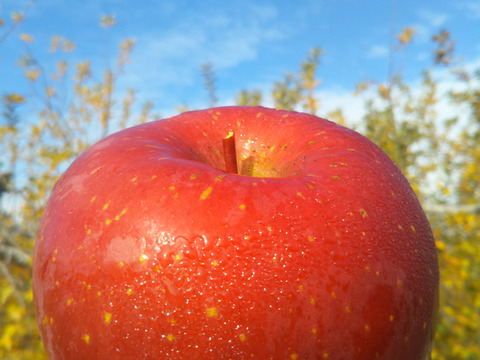 #シャキっ！パリっ！りんご2品種食べ比べセット【長野県産サンふじ・シナノゴールド】
