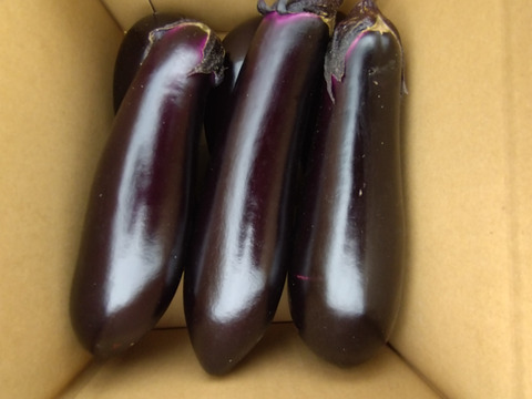 なす ナス なす 新長崎長なすの固定種の販売｜グリーンマーケット