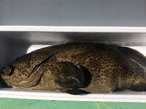 【活き締め】チャイロマルハタ　クエと張り合う旨みと食べ応え。刺身　鍋　しゃぶしゃぶ