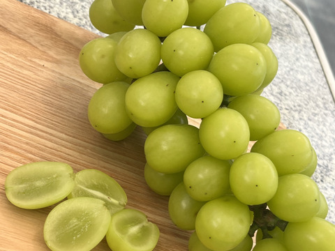 【先行予約】【 贈答用 】パリッと食感の高糖度タネ無しシャインマスカット！　1kg〜1.2kg  2房　/静岡市　 Mando Farm 直送　9月中旬〜10月発送