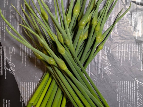 【京都産】無臭ニンニク（ジャンボリーキ）の芽 　1kg（40～50本）
