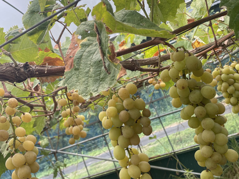 1キロ　農薬不使用・無施肥シャインマスカット(タネなし肥大処理なし)