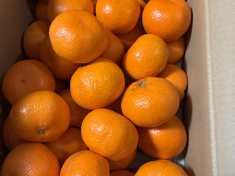 越冬蔵出しみかん　中玉5kg箱　有田みかん