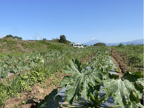 【五感を揺さぶる古代野菜】厚切りステーキで味わう『古代ズッキーニ』じゅわっと溢れる濃密な旨味🥒☆古代種ブランド野菜【農薬不使用】【化学肥料不使用】【品種改良なしの固定種野菜】🥒6月上旬予約🥒
