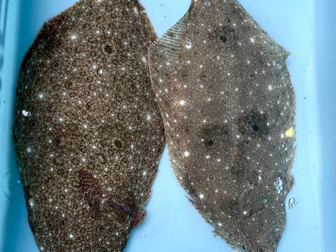 愛知，日間賀島 島漁師直送 中小盛り
《魚宝箱》
3人で贅沢コース 3Kg±
~朝採れ発送‼︎鮮魚BOX