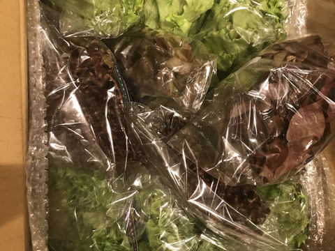 【アクアポニックス産】朝採れ新鮮！おまかせリーフレタス食べ比べセット1箱10袋（1袋約50～100g）