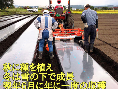 テレビで紹介された生にんにく10玉🧄青森にんにくの王様白玉王👑【月1000箱売れてます】