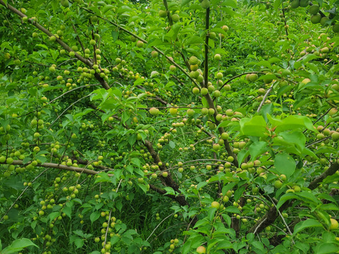 【特別栽培】和歌山県産　甲州小梅(2.5kg)