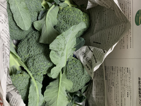 【予約販売・冷蔵便】赤城の寒締めブロッコリー！９コ入り(約３kg）※群馬県特別農産物認証基準準拠