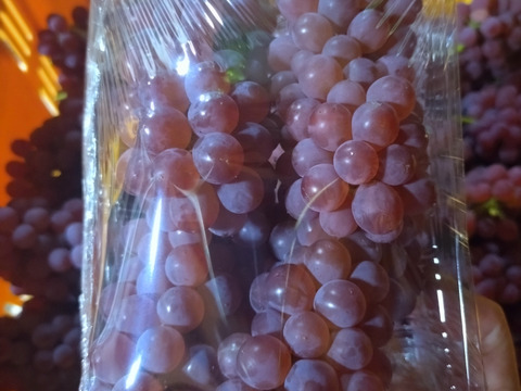 夏のおやつに！家庭用デラウェアパック詰め