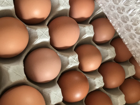 ちょっとだけ小さめの酵母・平飼いたまご50個（元気たまご）