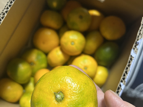 愛媛みかんの老舗厳選『極早生みかん 3.5kg』愛媛県川上産