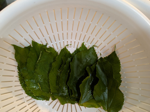 桑の葉🌿30枚🌿桑の葉 生葉🌿特有成分DNJ（1-デオキシノジリマイシン）が食事の糖質分解を抑え食後の血糖値上昇を抑える効果☆採れたてをお届け☆ゆうパック