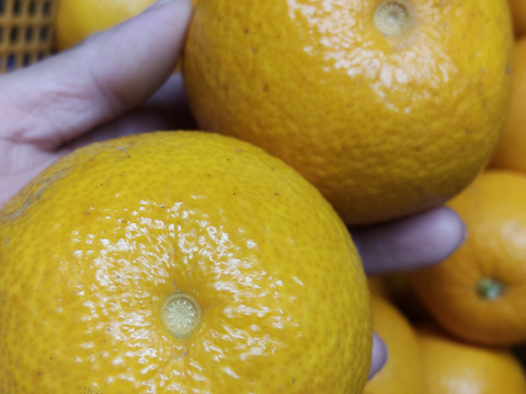 木なり八朔【ヘタなし】8kg（箱込)