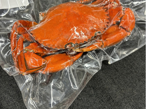 【浜名湖産】茹で堂満蟹(ノコギリガザミ)　中サイズ1杯約400～600ℊ