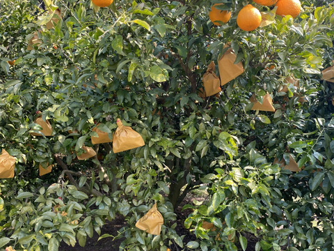 柑橘セット
