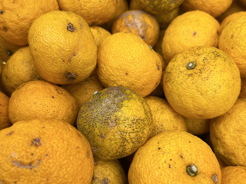 果汁搾り用ゆず正味2㎏（18個〜23個）