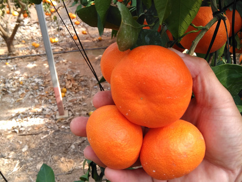 濃厚な味わい山下紅みかん（5㎏）わけあり⁽ちょい大きめ2Lサイズ）