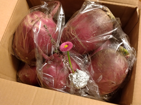 芯まで赤く、シャキシャキ食感、紅くるり大根。