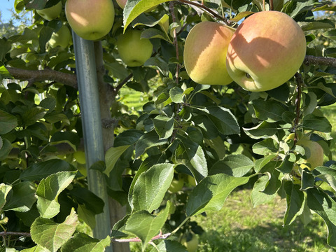 赤と黄色‼︎ 青森県産 サンふじ&名月(訳あり)約5kg サンふじ8個名月8個　計16個