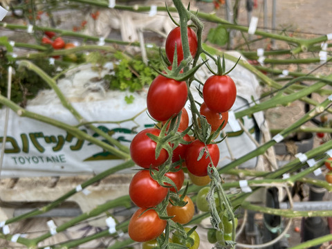 『訳ありA品・アイコ♪』1kg箱:ヘタあり・ヘタ無しランダム♪ちょうどいい酸味と甘味あり満足