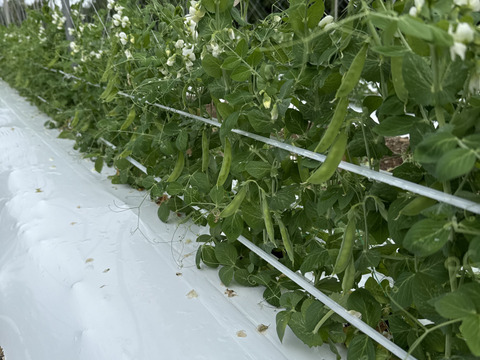 【和歌山県産】絹さや（混合）500g