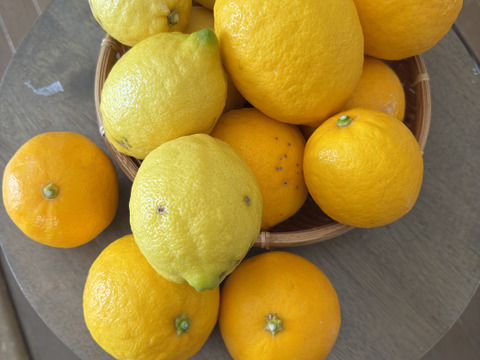 【数量限定・訳ありでお得】
マイヤーレモン／ビラフランカ／リスボン
3種おまかせレモンセット