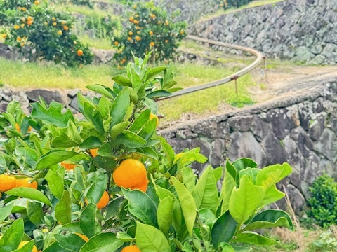 果汁たっぷり、この味衝撃！　ゆら早生　由良【中玉　3kg】