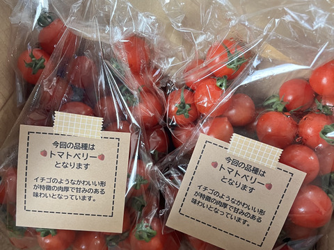ハート型でかわいいミニトマト　完熟トマトベリー単品 1.5kg【千葉県旭市産】