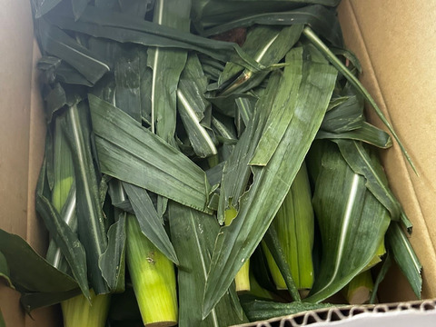 「一度お試しあれ！」　12本　あま～～い！！　【トウモロコシ】　✩ほしつぶコーン✩　　艶やかイエロー　【朝どれ】【夏ギフト】