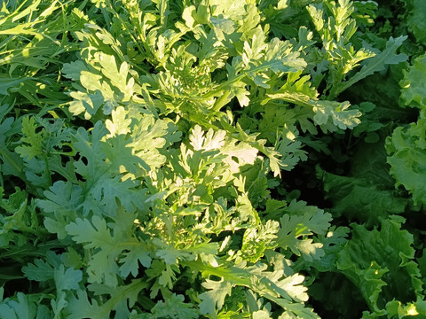 美温活🥰自然栽培のカボスつき🍊🍊✨✨✨あったかいんだからぁ🌰✨✨ばぁばのモノスゴイ野菜😋❗❗✨✨✨