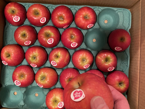 年内予約は今日まで🍎🏃‍♀️ピンクレディ®︎  5キロ箱 16玉〜33玉サイズ  長野県 信州 安曇野 リンゴ 幻 幻のリンゴ 予約 希少 ID64029 ピンクレディー