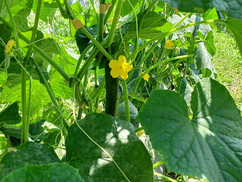 猛暑！体に潤いを！きゅうり20本＆クリ－ムピーマン15個
～農薬/化学肥料・不使用