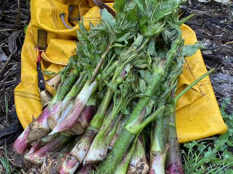 ◎北海道産‼︎採れたて発送✴︎天然山ウド✴︎【１kg】