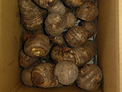 鳥取大山黒ボク土で育ったもっちり里芋2キロ