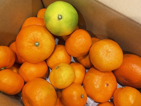 箱込約3㌔　濃厚な酸味と美しい紅色、幻の味わい　紅みかん