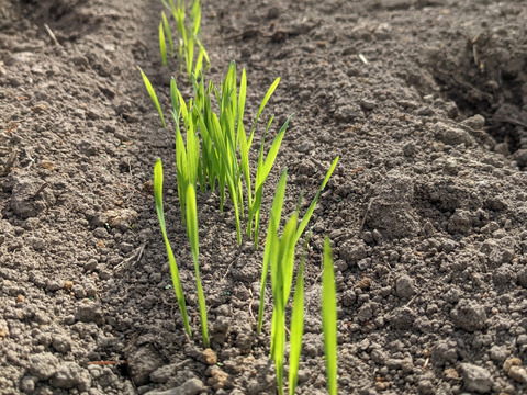 【ゲン担ぎ福袋】自然栽培トマトソース3個+全粒粉入りパスタ3袋セット