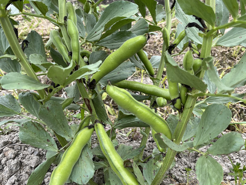 そら豆1kg 【丹波篠山産】