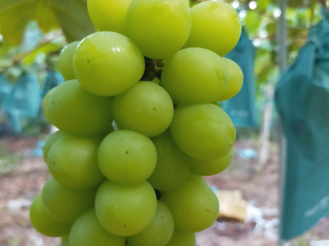 甘さ満点！岡山県産シャインマスカット２キロ（4〜5房）