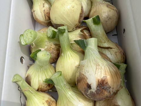 新玉ねぎ   9.5㎏