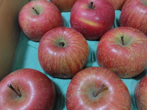 【販売開始！人気商品】青森県産りんご「サンふじ」家庭用 キズ有 約5kg【美味・光センサー選果済】