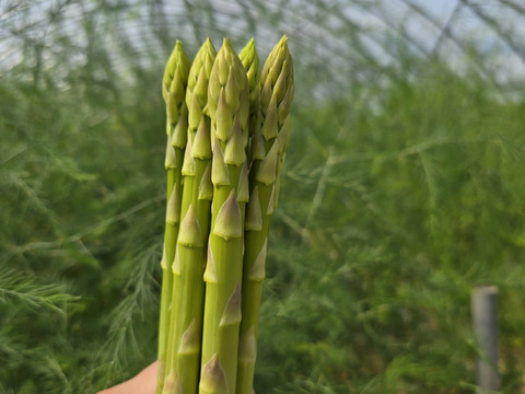 【紫＆緑食べ比べ】「アスパラガス」サイズミックス1kg
