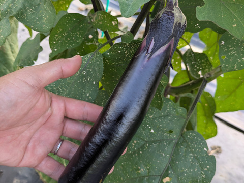 【美味しい野菜をお届けします】　季節の野菜セット『採れTakara☆彡』11品前後