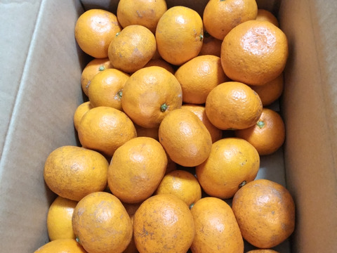 温州みかん（箱重量込み４㎏）SML混合　【自然栽培】農薬不使用・化学肥料不使用・除草剤不使用